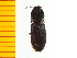  ( - Yaena1)  @13 [ ] Copyright (2013) Unspecified Specimen depository of the Graduate School of Natural Sciences, Nagoya City University