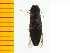  ( - Aaera3)  @12 [ ] Copyright (2013) Unspecified Specimen depository of the Graduate School of Natural Sciences, Nagoya City University