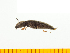  ( - Aaera4)  @13 [ ] Copyright (2013) Unspecified Specimen depository of the Graduate School of Natural Sciences, Nagoya City University