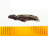  ( - Apru4)  @12 [ ] Copyright (2013) Unspecified Specimen depository of the Graduate School of Natural Sciences, Nagoya City University