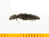  ( - Aaera5)  @12 [ ] Copyright (2013) Unspecified Specimen depository of the Graduate School of Natural Sciences, Nagoya City University