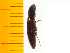  ( - Pferf2)  @12 [ ] Copyright (2013) Unspecified Specimen depository of the Graduate School of Natural Sciences, Nagoya City University