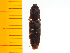  ( - Pferf2)  @12 [ ] Copyright (2013) Unspecified Specimen depository of the Graduate School of Natural Sciences, Nagoya City University