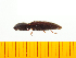  ( - Pferf2)  @12 [ ] Copyright (2013) Unspecified Specimen depository of the Graduate School of Natural Sciences, Nagoya City University