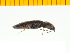  ( - Aaera6)  @12 [ ] Copyright (2013) Unspecified Specimen depository of the Graduate School of Natural Sciences, Nagoya City University