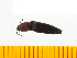  (Megapenthes opacus - Mopa1)  @13 [ ] Copyright (2013) Unspecified Specimen depository of the Graduate School of Natural Sciences, Nagoya City University