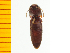  ( - Npal1)  @12 [ ] Copyright (2013) Unspecified Specimen depository of the Graduate School of Natural Sciences, Nagoya City University