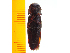  ( - Nbabb1)  @12 [ ] Copyright (2013) Unspecified Specimen depository of the Graduate School of Natural Sciences, Nagoya City University