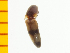 ( - Asat1)  @12 [ ] Copyright (2013) Unspecified Specimen depository of the Graduate School of Natural Sciences, Nagoya City University
