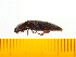  (Melanotus yaeyamacola - Myae2)  @14 [ ] Copyright (2013) Unspecified Specimen depository of the Graduate School of Natural Sciences, Nagoya City University