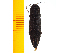  ( - Agig3)  @13 [ ] Copyright (2013) Unspecified Specimen depository of the Graduate School of Natural Sciences, Nagoya City University