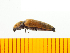  ( - Acasj1)  @13 [ ] Copyright (2013) Unspecified Specimen depository of the Graduate School of Natural Sciences, Nagoya City University