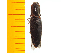  ( - Akid6)  @12 [ ] Copyright (2013) Unspecified Specimen depository of the Graduate School of Natural Sciences, Nagoya City University