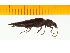  ( - Pforf27)  @13 [ ] Copyright (2013) Unspecified Specimen depository of the Graduate School of Natural Sciences, Nagoya City University