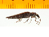  ( - Pforf27)  @13 [ ] Copyright (2013) Unspecified Specimen depository of the Graduate School of Natural Sciences, Nagoya City University