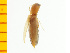  ( - Ahel2)  @12 [ ] Copyright (2013) Unspecified Specimen depository of the Graduate School of Natural Sciences, Nagoya City University