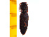  ( - Shor1)  @12 [ ] Copyright (2013) Unspecified Specimen depository of the Graduate School of Natural Sciences, Nagoya City University