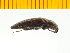  (Actenicerus ohbayashii - Aohb2)  @13 [ ] Copyright (2013) Unspecified Specimen depository of the Graduate School of Natural Sciences, Nagoya City University
