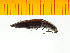 (Actenicerus takeshii - Atks1)  @13 [ ] Copyright (2013) Unspecified Specimen depository of the Graduate School of Natural Sciences, Nagoya City University