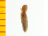  ( - Ahel3)  @13 [ ] Copyright (2013) Unspecified Specimen depository of the Graduate School of Natural Sciences, Nagoya City University