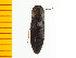  (Actenicerus aerosus - Aaera8)  @14 [ ] Copyright (2013) Unspecified Specimen depository of the Graduate School of Natural Sciences, Nagoya City University