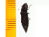  ( - Apru7)  @13 [ ] Copyright (2013) Unspecified Specimen depository of the Graduate School of Natural Sciences, Nagoya City University