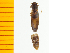  ( - Dnao2)  @12 [ ] Copyright (2013) Unspecified Specimen depository of the Graduate School of Natural Sciences, Nagoya City University
