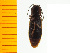  ( - Pone3)  @12 [ ] Copyright (2013) Unspecified Specimen depository of the Graduate School of Natural Sciences, Nagoya City University