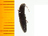  ( - Msen2)  @12 [ ] Copyright (2013) Unspecified Specimen depository of the Graduate School of Natural Sciences, Nagoya City University