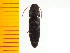  ( - Msen2)  @12 [ ] Copyright (2013) Unspecified Specimen depository of the Graduate School of Natural Sciences, Nagoya City University