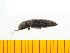  ( - Msen3)  @13 [ ] Copyright (2013) Unspecified Specimen depository of the Graduate School of Natural Sciences, Nagoya City University