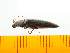  (Melanotus japonicus - Mjap2)  @13 [ ] Copyright (2013) Unspecified Specimen depository of the Graduate School of Natural Sciences, Nagoya City University