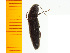  ( - Mcorc2)  @13 [ ] Copyright (2013) Unspecified Specimen depository of the Graduate School of Natural Sciences, Nagoya City University