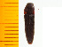  (Melanotus spernendus - Mspes1)  @13 [ ] Copyright (2013) Unspecified Specimen depository of the Graduate School of Natural Sciences, Nagoya City University
