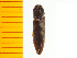  ( - Sbif2)  @12 [ ] Copyright (2013) Unspecified Specimen depository of the Graduate School of Natural Sciences, Nagoya City University