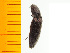  ( - Apru10)  @12 [ ] Copyright (2013) Unspecified Specimen depository of the Graduate School of Natural Sciences, Nagoya City University