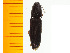  (Actenicerus yamashiro - Ayam8)  @14 [ ] Copyright (2013) Unspecified Specimen depository of the Graduate School of Natural Sciences, Nagoya City University