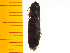  ( - Ayam8)  @12 [ ] Copyright (2013) Unspecified Specimen depository of the Graduate School of Natural Sciences, Nagoya City University