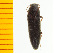  (Melanotus erythropygus - Merye5)  @14 [ ] Copyright (2013) Unspecified Specimen depository of the Graduate School of Natural Sciences, Nagoya City University