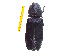  ( - Clarp5)  @13 [ ] Copyright (2013) Unspecified Specimen depository of the Graduate School of Natural Sciences, Nagoya City University