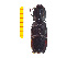 ( - Clarp5)  @12 [ ] Copyright (2013) Unspecified Specimen depository of the Graduate School of Natural Sciences, Nagoya City University