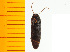  ( - Mforf2)  @12 [ ] Copyright (2013) Unspecified Specimen depository of the Graduate School of Natural Sciences, Nagoya City University