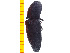  ( - Cber1)  @12 [ ] Copyright (2013) Unspecified Specimen depository of the Graduate School of Natural Sciences, Nagoya City University