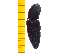  ( - Cber2)  @12 [ ] Copyright (2013) Unspecified Specimen depository of the Graduate School of Natural Sciences, Nagoya City University