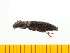  ( - Msen8)  @12 [ ] Copyright (2013) Unspecified Specimen depository of the Graduate School of Natural Sciences, Nagoya City University