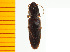  ( - Pferf1)  @12 [ ] Copyright (2013) Unspecified Specimen depository of the Graduate School of Natural Sciences, Nagoya City University
