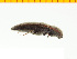  (Melanotus niponicus - Mnipo1)  @13 [ ] Copyright (2013) Unspecified Specimen depository of the Graduate School of Natural Sciences, Nagoya City University