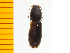  (Ascoliocerus fluviatilis - Aflu1)  @13 [ ] Copyright (2013) Unspecified Specimen depository of the Graduate School of Natural Sciences, Nagoya City University