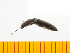 (Corymbitodes gratus - Cgra3)  @13 [ ] Copyright (2013) Unspecified Specimen depository of the Graduate School of Natural Sciences, Nagoya City University