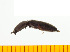  ( - Cgra4)  @12 [ ] Copyright (2013) Unspecified Specimen depository of the Graduate School of Natural Sciences, Nagoya City University